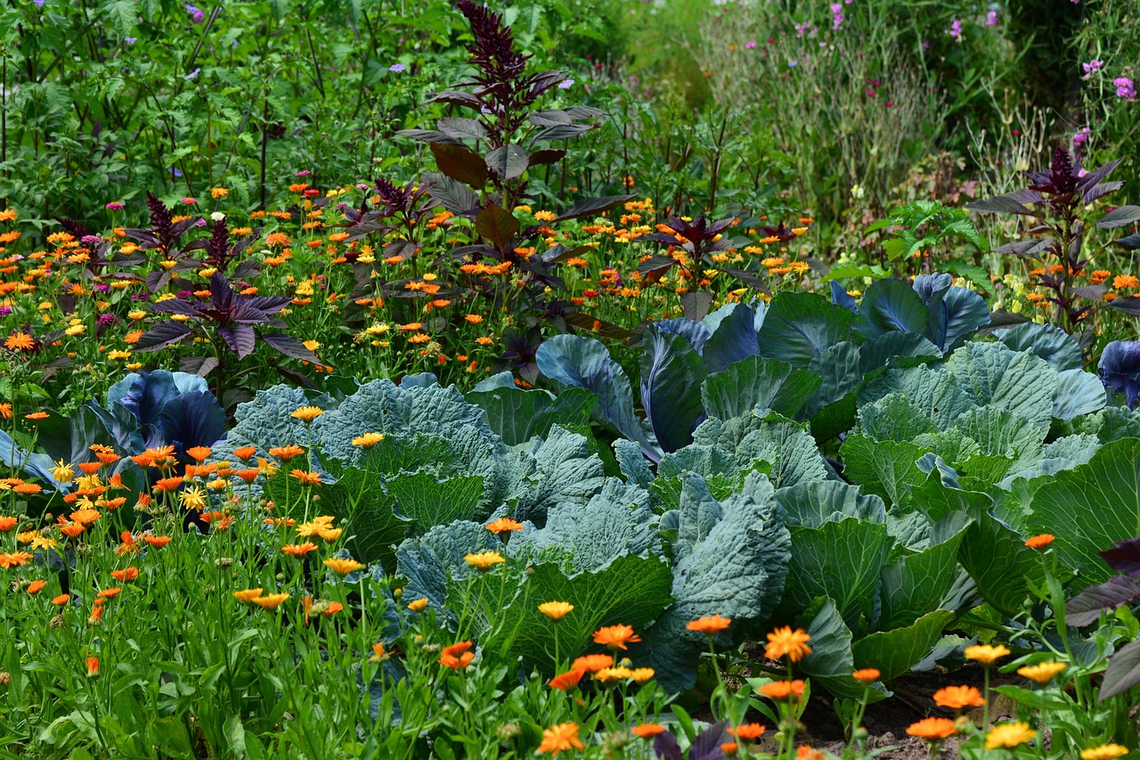 This image is of a garden bed with green vegetables and orange and yellow flowers to depict the story of The Three Leadership Gardens Framework by Mark Yettica-Paulso.