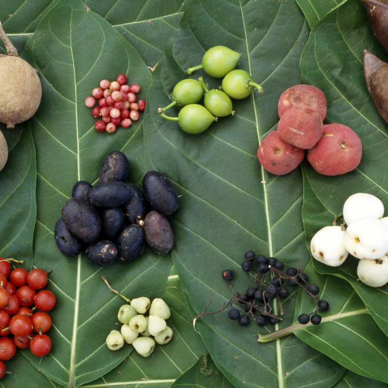 This image has a pile of different colourful seeds and berries on a green leaf to demonstrate the harvest of the Three Gardens of Leadership